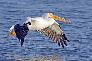 White Pelican