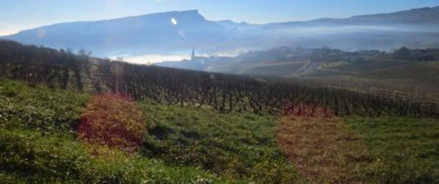 IMG_0145 Misty view of Solutré